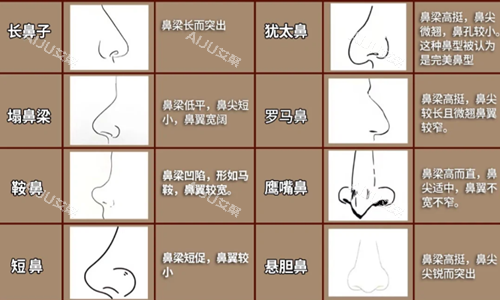 鼻子类型示意图 鼻子类型示意图