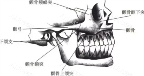 颧弓所在位置