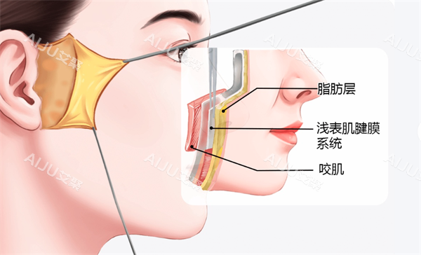 面部拉皮层次 面部拉皮层次